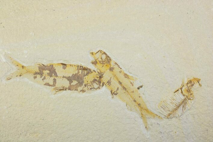 Plate With Two Fossil Fish (Knightia) - Wyoming #373862